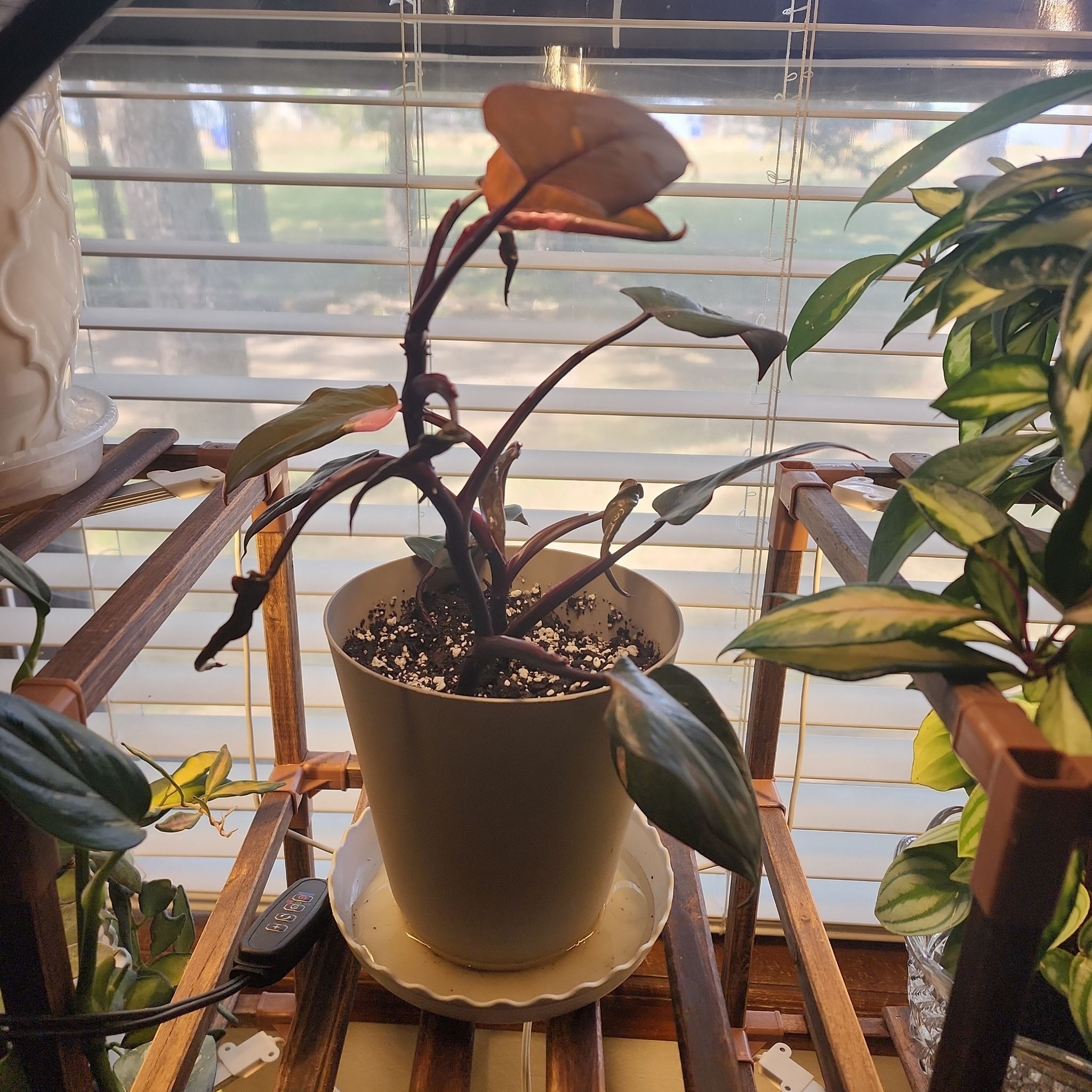 Photo of the plant species Pink Princess Philodendron by @KnowingGloriosa named Princess Peach on Greg, the plant care app