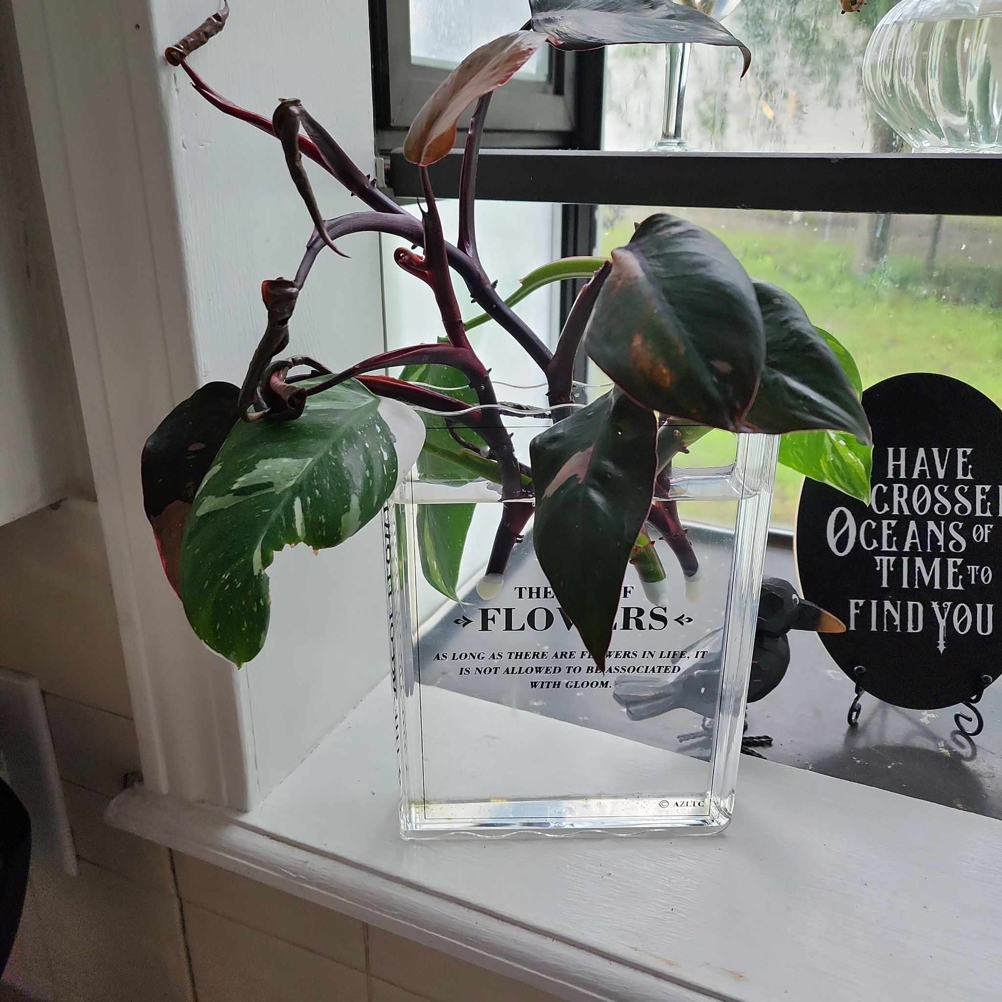 Photo of the plant species Pink Princess Philodendron by @KnowingGloriosa named Princess Peach on Greg, the plant care app