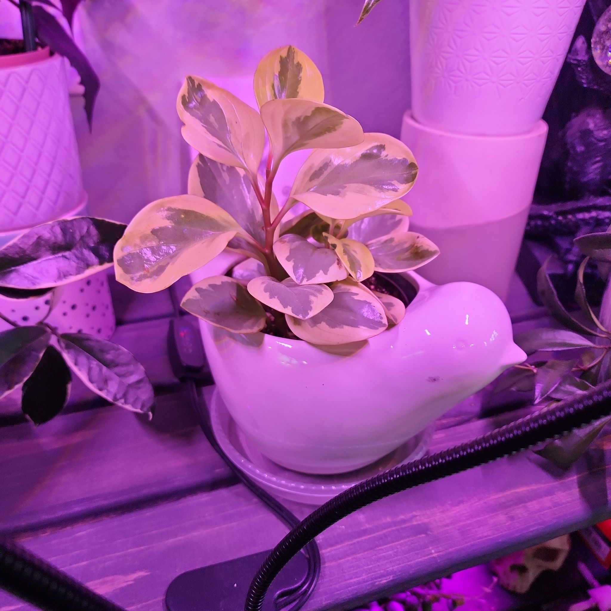 Photo of the plant species Peperomia 'Sweet and Sour™' by @KnowingGloriosa named Amaretto Sour on Greg, the plant care app