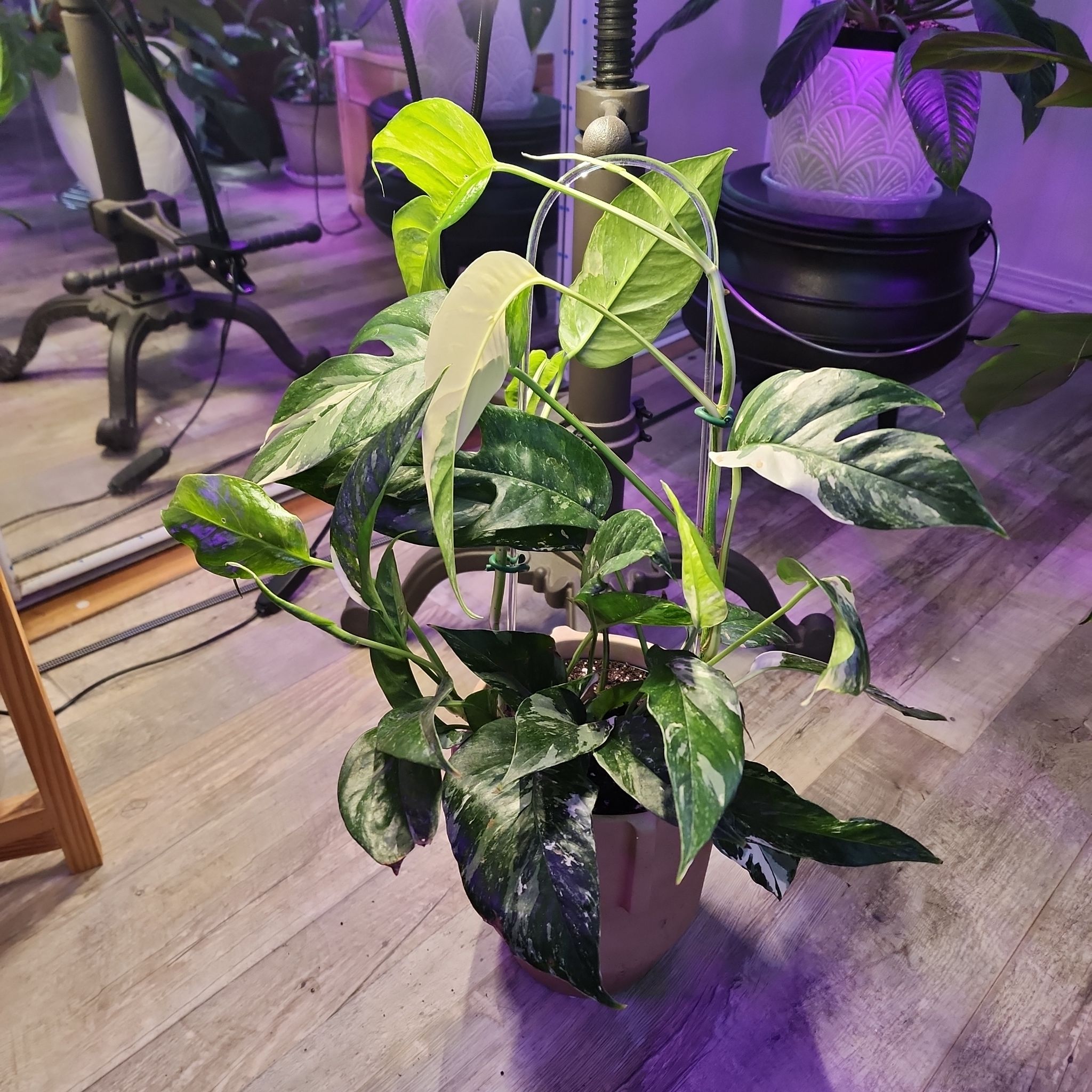 Photo of the plant species Pothos Albo by @KnowingGloriosa named Francesca on Greg, the plant care app