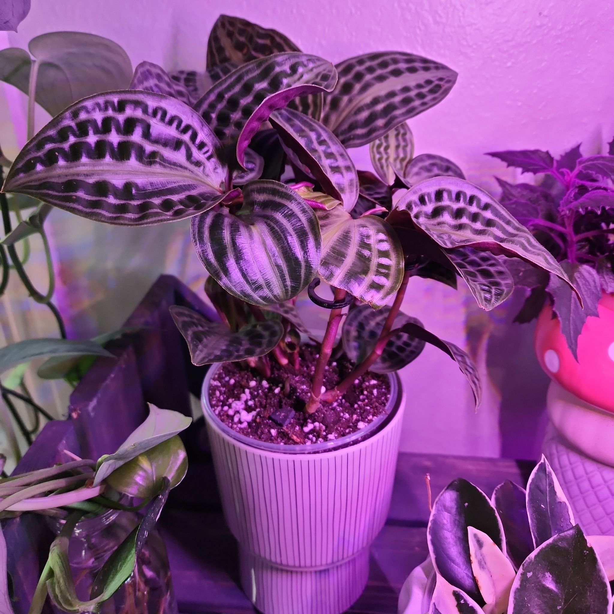 Photo of the plant species Jungle diva 'Roxie' by @KnowingGloriosa named Roxie on Greg, the plant care app