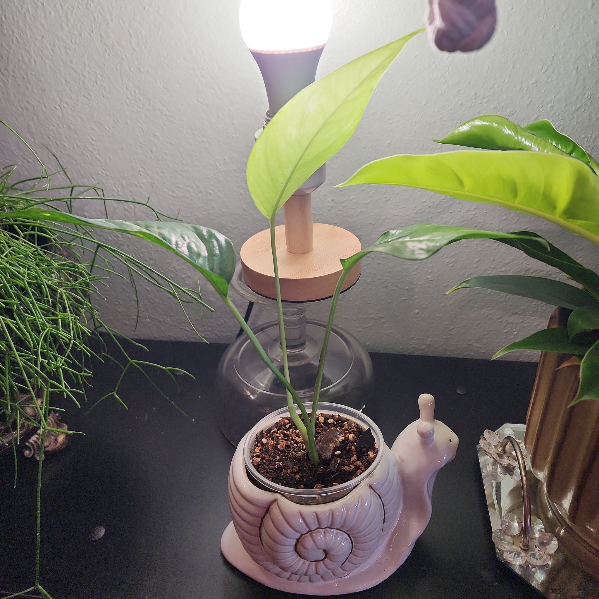 Photo of the plant species Pothos Albo by @KnowingGloriosa named Turbo on Greg, the plant care app