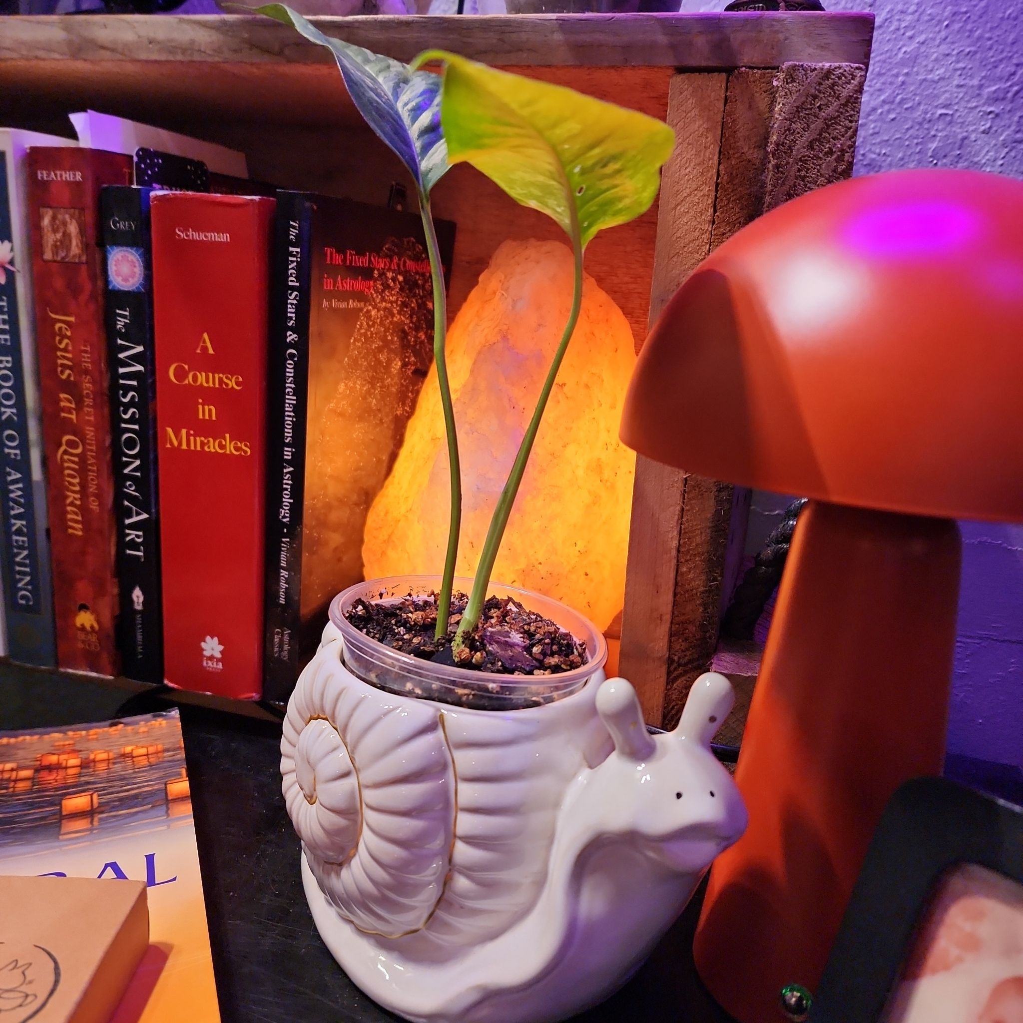 Photo of the plant species Pothos Albo by @KnowingGloriosa named Turbo on Greg, the plant care app