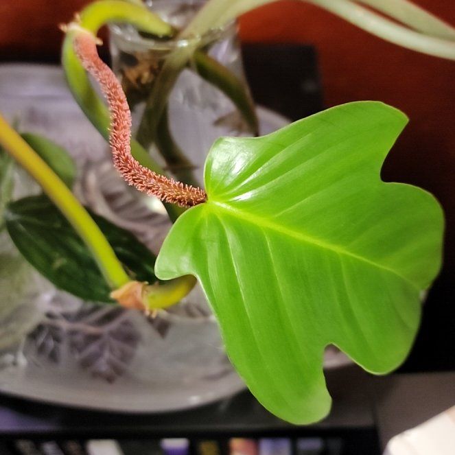 Photo of the plant species Hairy Philodendron by @KnowingGloriosa named Hairy on Greg, the plant care app