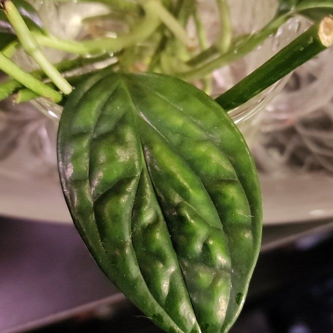 Photo of the plant species Monstera Peru by @KnowingGloriosa named Peru on Greg, the plant care app