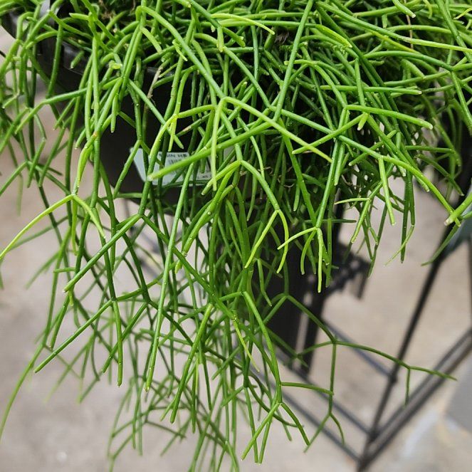 Photo of the plant species Rhipsalis baccifera by @KnowingGloriosa named Ribblets, the Riptickler on Greg, the plant care app