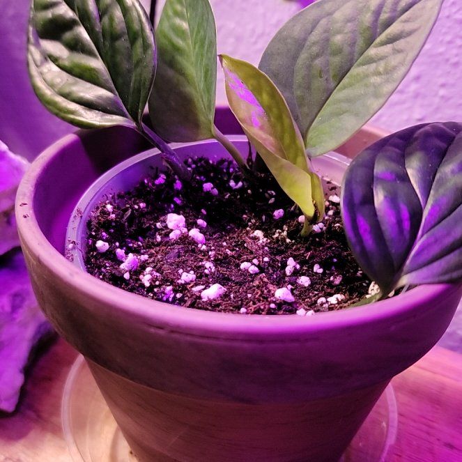 Photo of the plant species Monstera Peru by @KnowingGloriosa named FanBoi on Greg, the plant care app