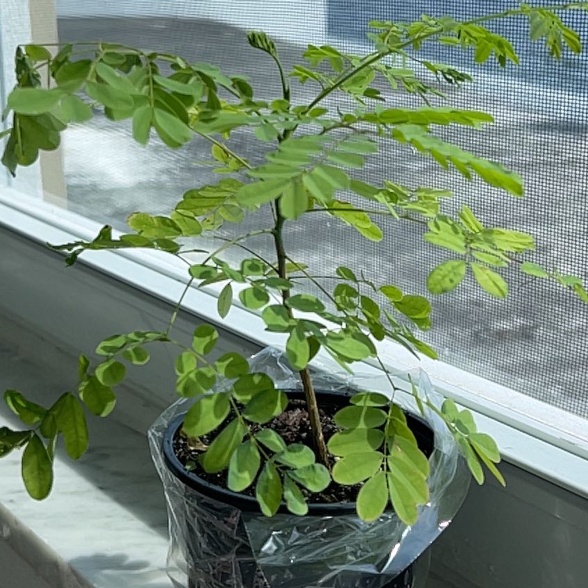 Potted Dwarf Poinciana plant with green compound leaves near a window.