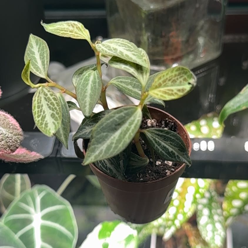 Photo of the plant species Peperomia trinervis by @Blu named Emerald on Greg, the plant care app