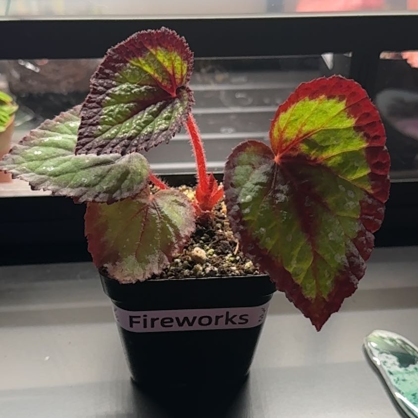 Photo of the plant species Begonia Fireworks by @Blu named Sparkle on Greg, the plant care app