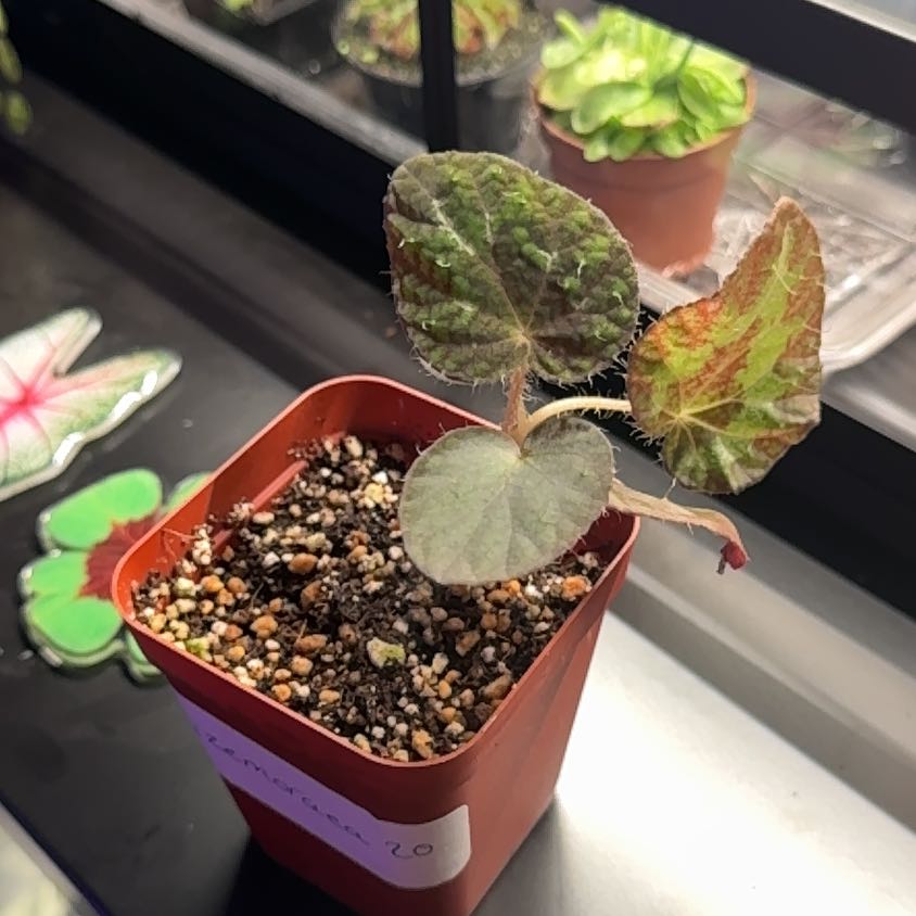 Photo of the plant species Begonia sizemoreae by @Blu named Rea on Greg, the plant care app