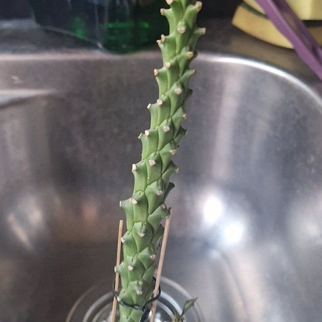 Photo of the plant species sausage spurge by @BoldBeeorchid named Anne on Greg, the plant care app