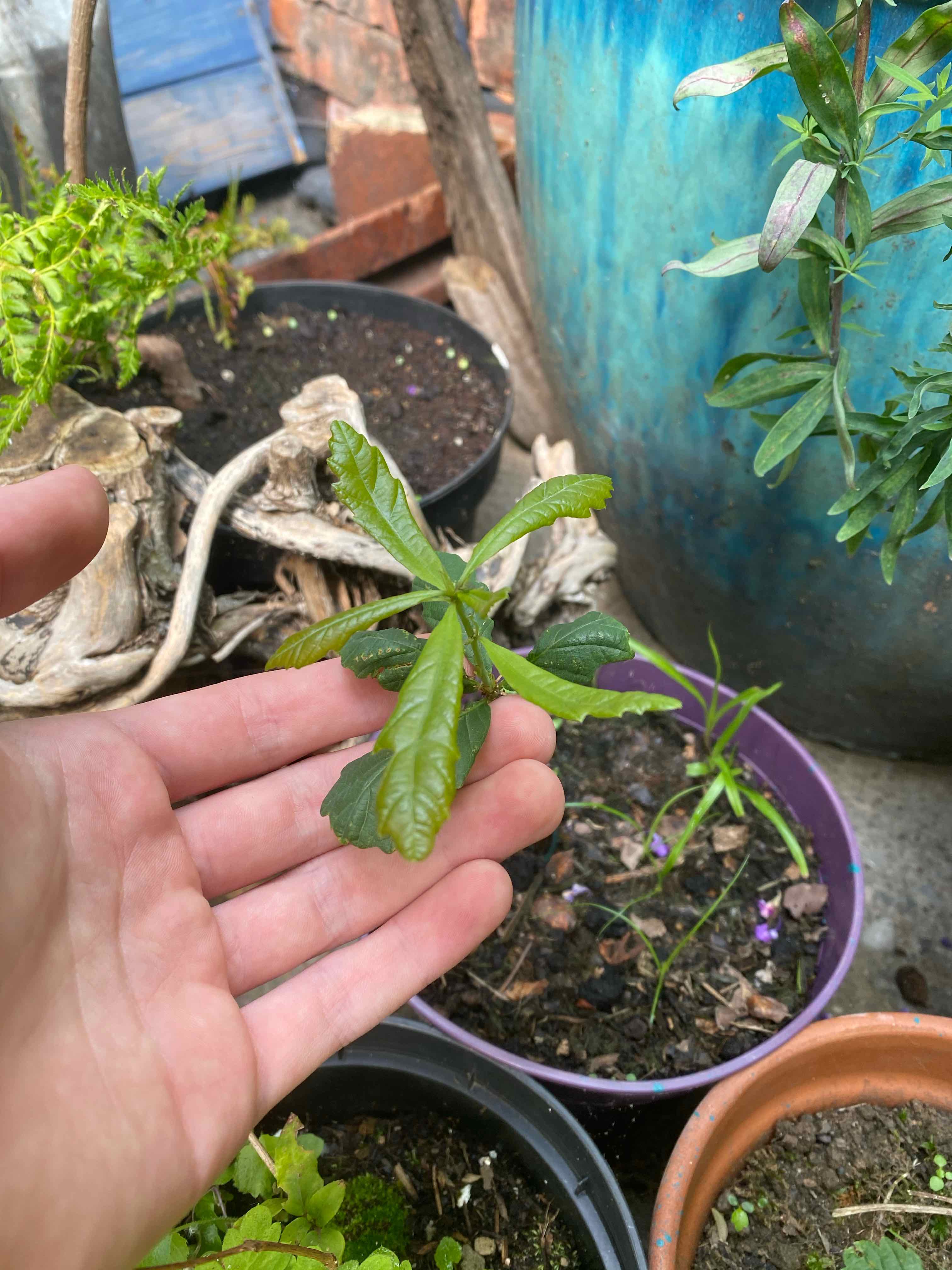 Young English Oak plant held by a hand, with other plants and pots in the background.