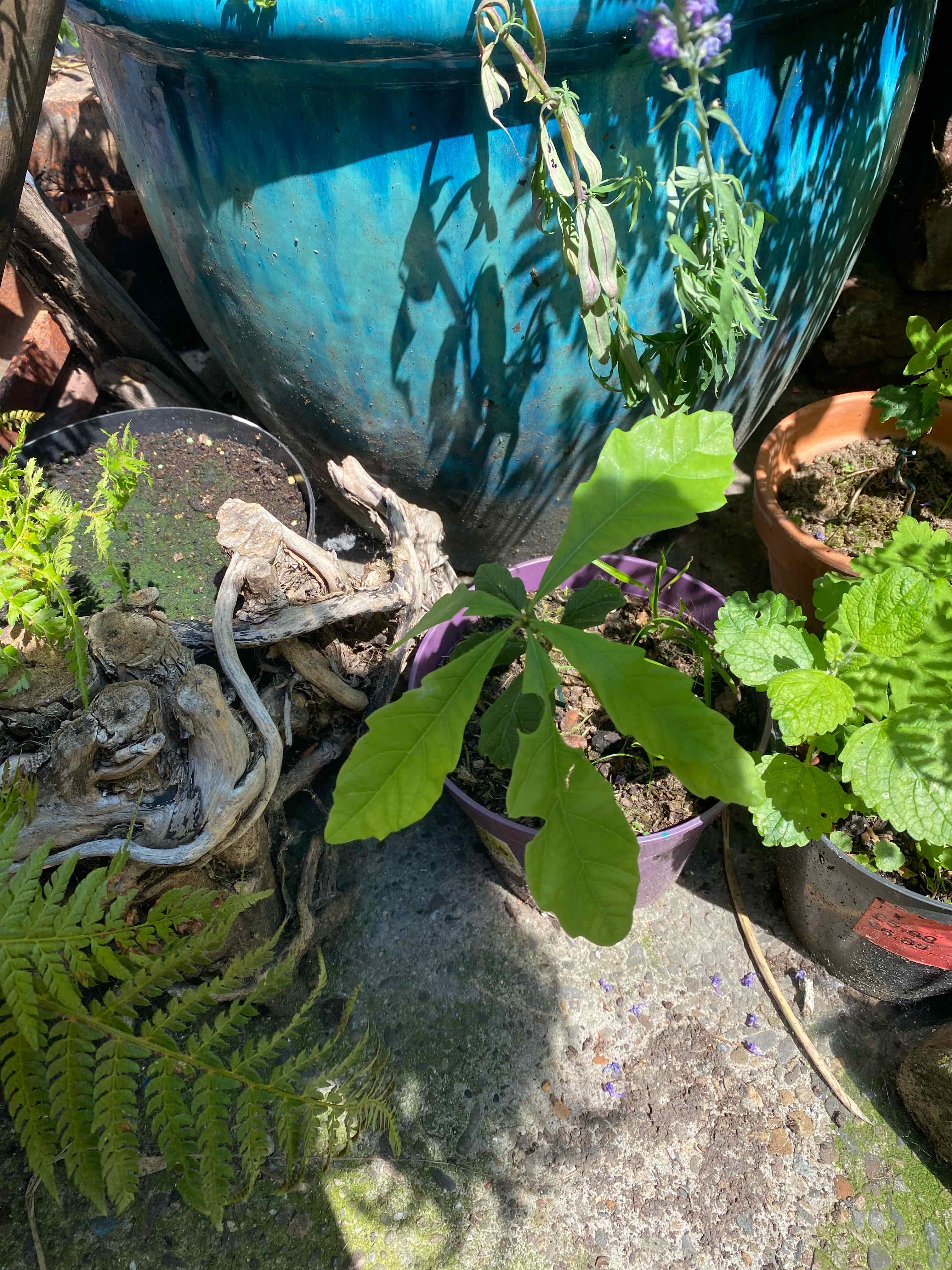 Young English Oak plant in a purple pot with vibrant green leaves, surrounded by other plants and pots.