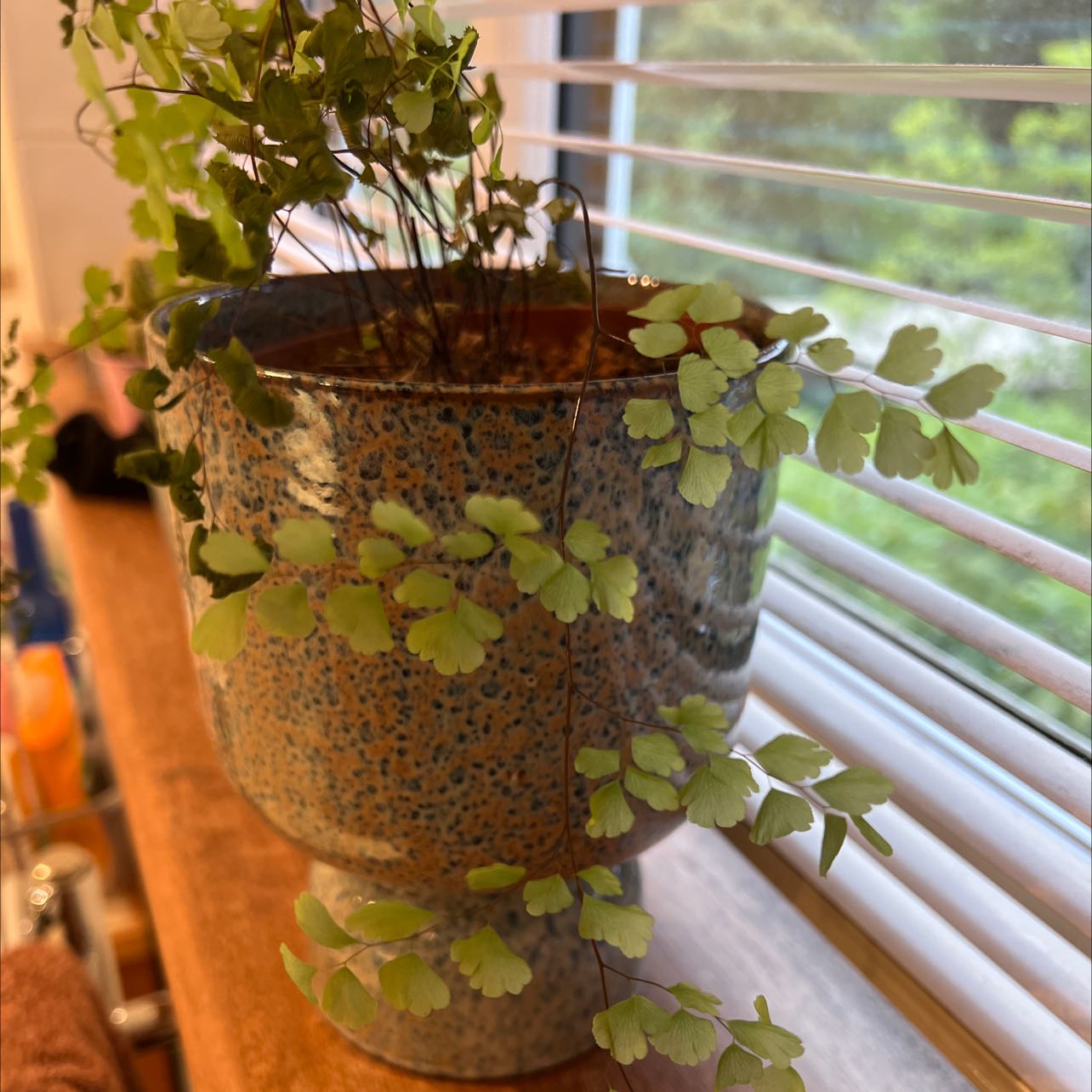 Pacific Maidenhair Fern in a pot on a windowsill with healthy green leaves.