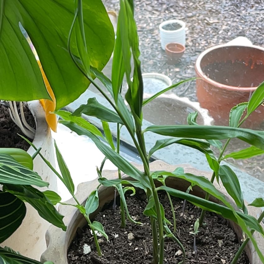 Ginger root plant with green leaves and some yellowing, visible soil, and other plants in the background.