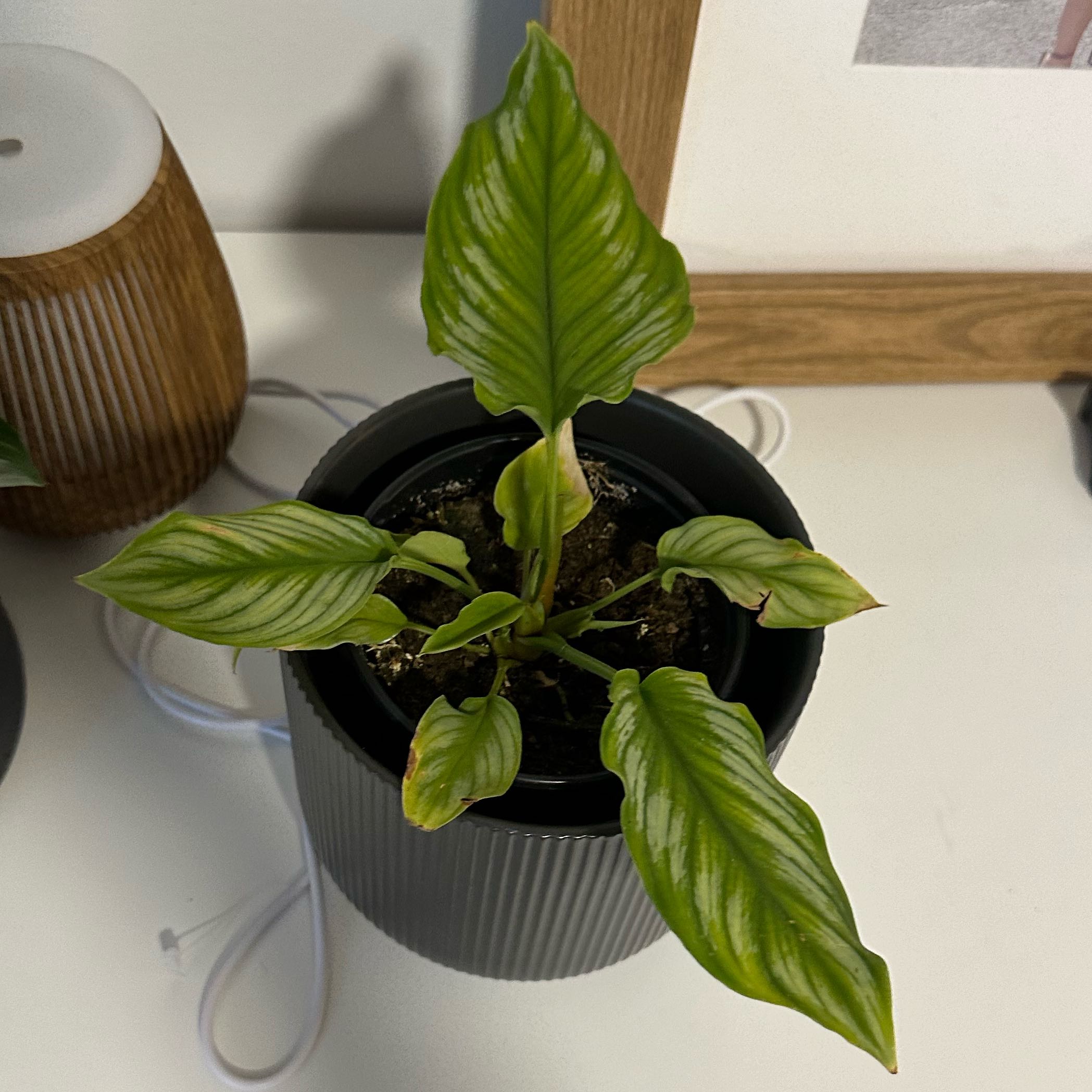 Photo of the plant species Haumauma Riau by @DeluxeDuncecap named Bruce Lee on Greg, the plant care app