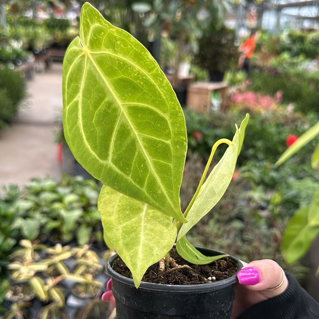 Photo of the plant species anthurium pterodactyl by @DeluxeDuncecap named Drake on Greg, the plant care app