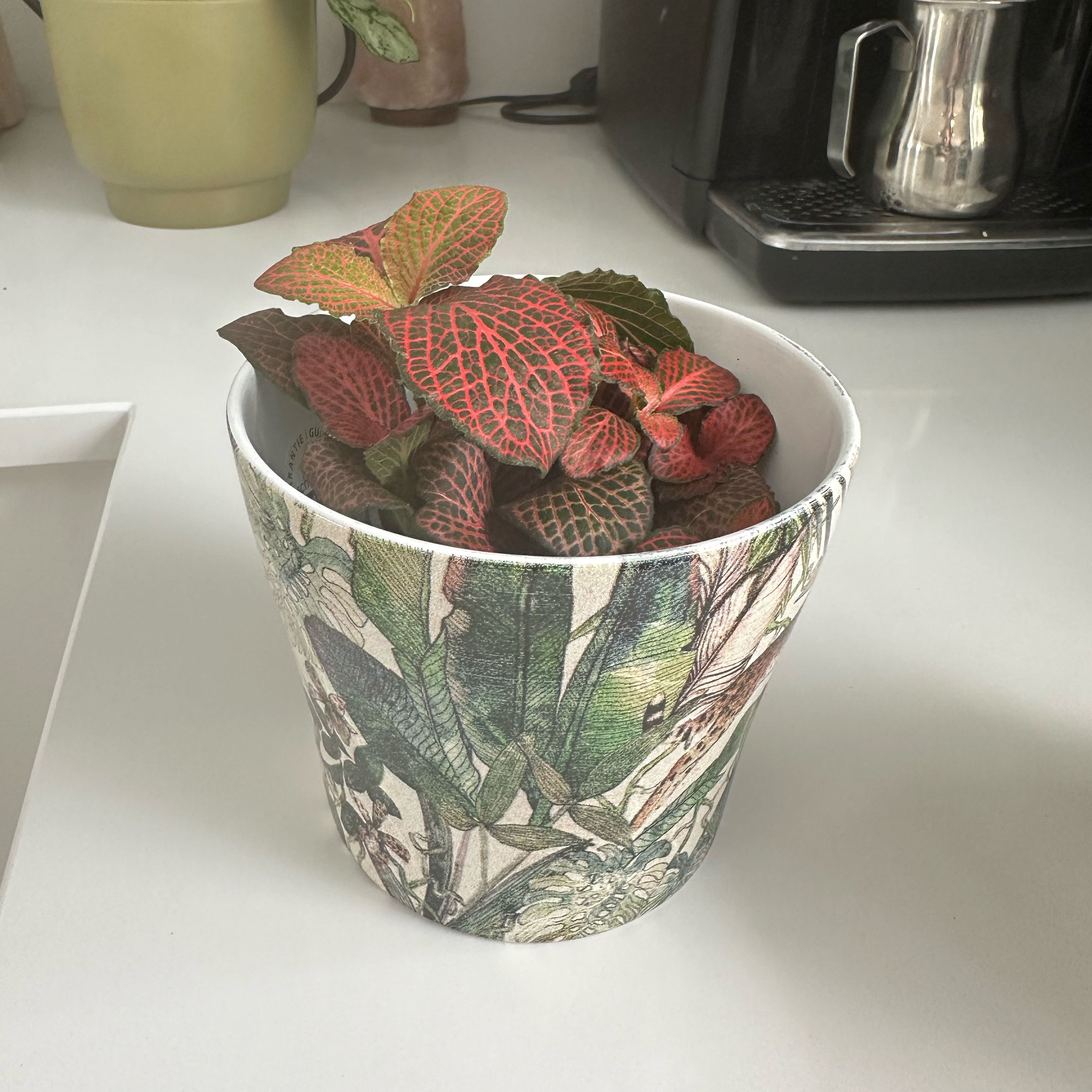 Photo of the plant species red vein by @DeluxeDuncecap named Beyonce on Greg, the plant care app