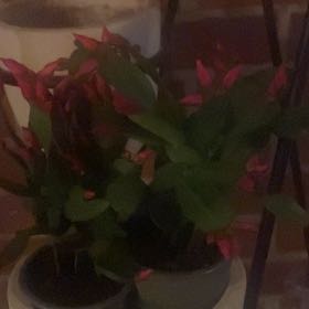 Plant care for Easter Cactus 'Taurus' on Greg, the plant care app