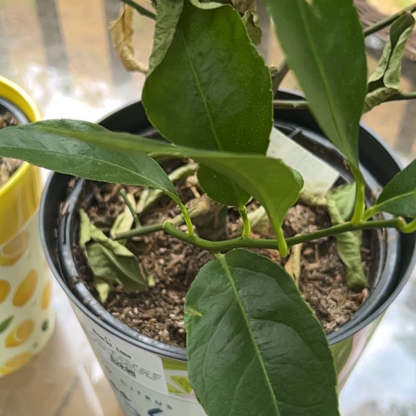 Photo of the plant species Mini Orange Tree by @RulerPixiecap named Fernie Saunders on Greg, the plant care app