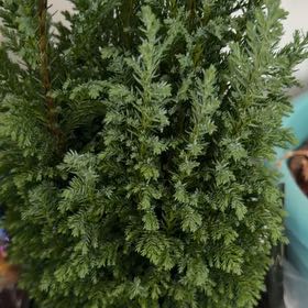 Photo of the plant species European Tree by @DebonairAnthora named Sahara on Greg, the plant care app