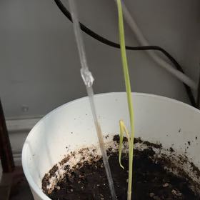 Photo of the plant species Garlic by @DebonairAnthora named Cleopatra on Greg, the plant care app