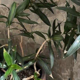 Plant care for Hawaiian Good Luck Plant 'Album' on Greg, the plant care app