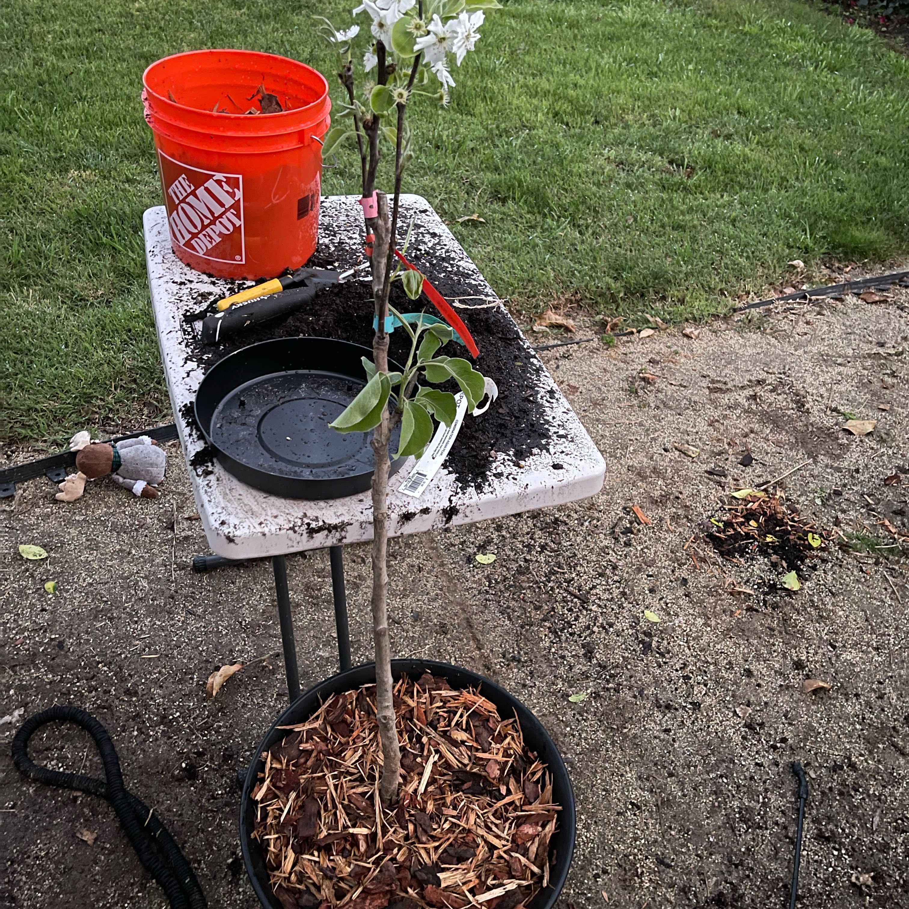 Photo of the plant species Asian pear by @BoldSugarpine named Achilles on Greg, the plant care app