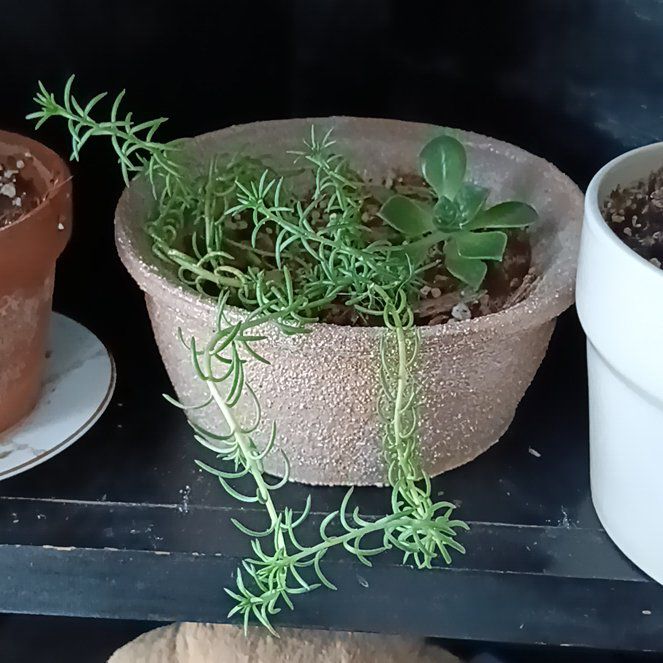 Photo of the plant species Succulent Swedish Ivy by @TycoonWaxivy named Rosa on Greg, the plant care app
