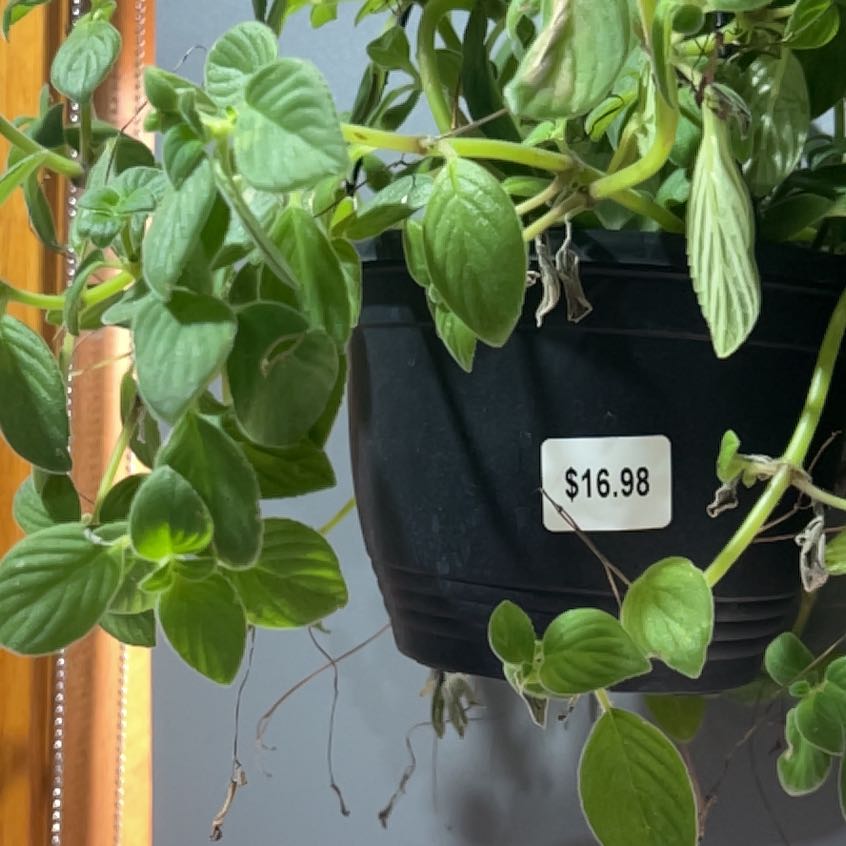 Photo of the plant species Nodding Violet by @QualifiedDill named Darwin on Greg, the plant care app