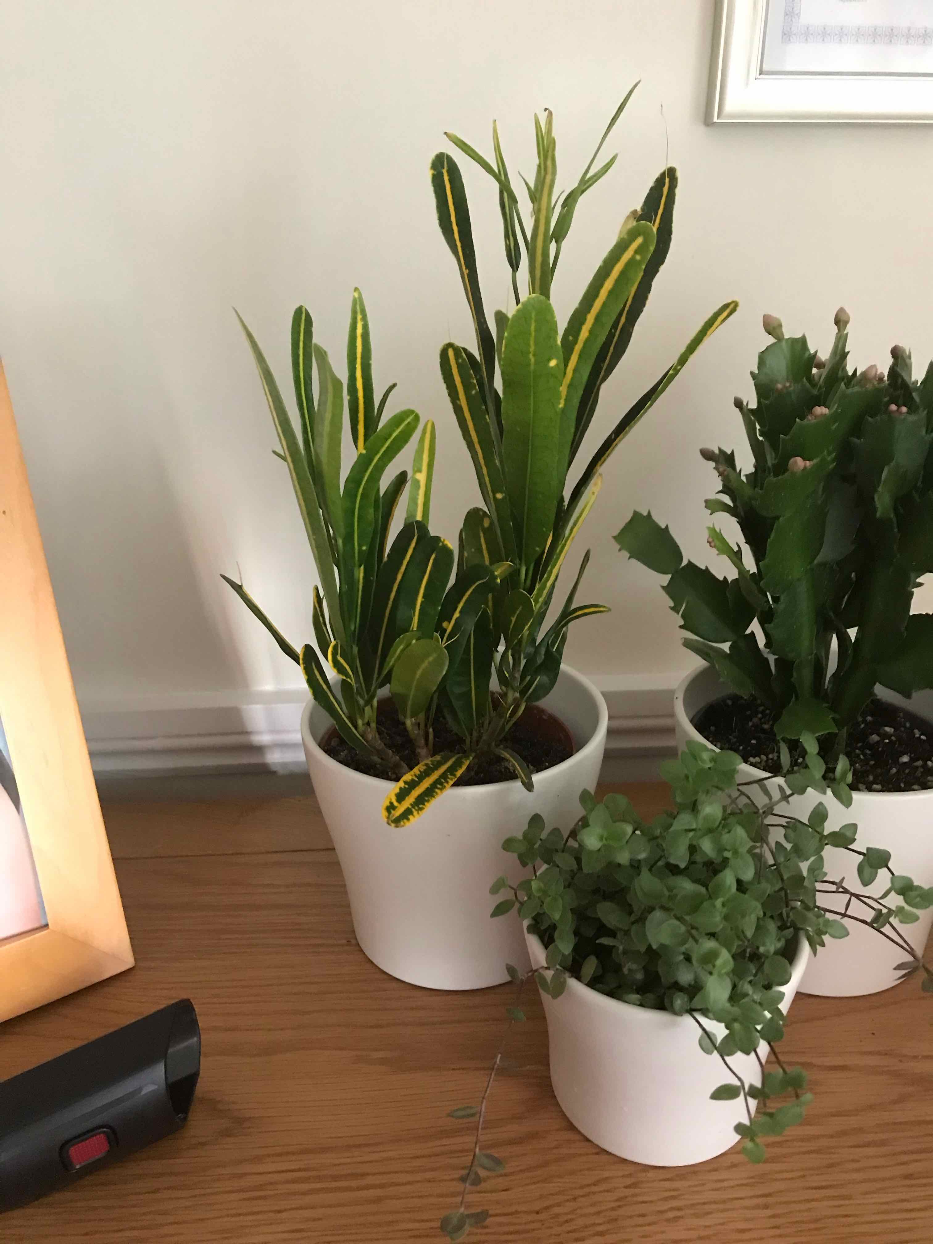 Three potted plants on a wooden surface, with the central plant identified as Banana Croton.