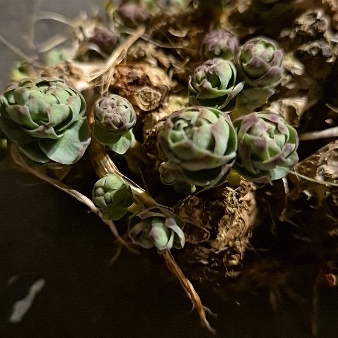 Photo of the plant species Rosenwurz by @Pinkbubble named Bruce Lee on Greg, the plant care app