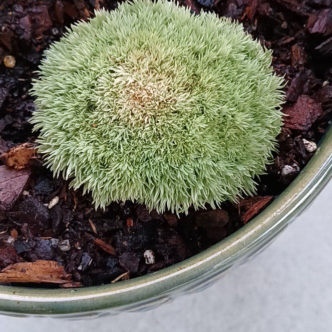 Photo of the plant species Large White-Moss by @DrivenDogviolet named Lola on Greg, the plant care app