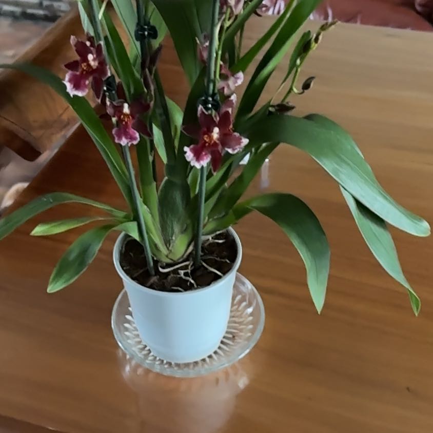 Photo of the plant species Hilo Firecracker Lucky Strike Orchid by @GoodySkimmia named Tree oncidium on Greg, the plant care app