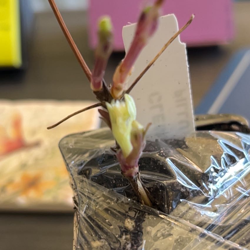 Photo of the plant species Clematis Pillu by @PremiumBlueweed named Tree Diddy on Greg, the plant care app