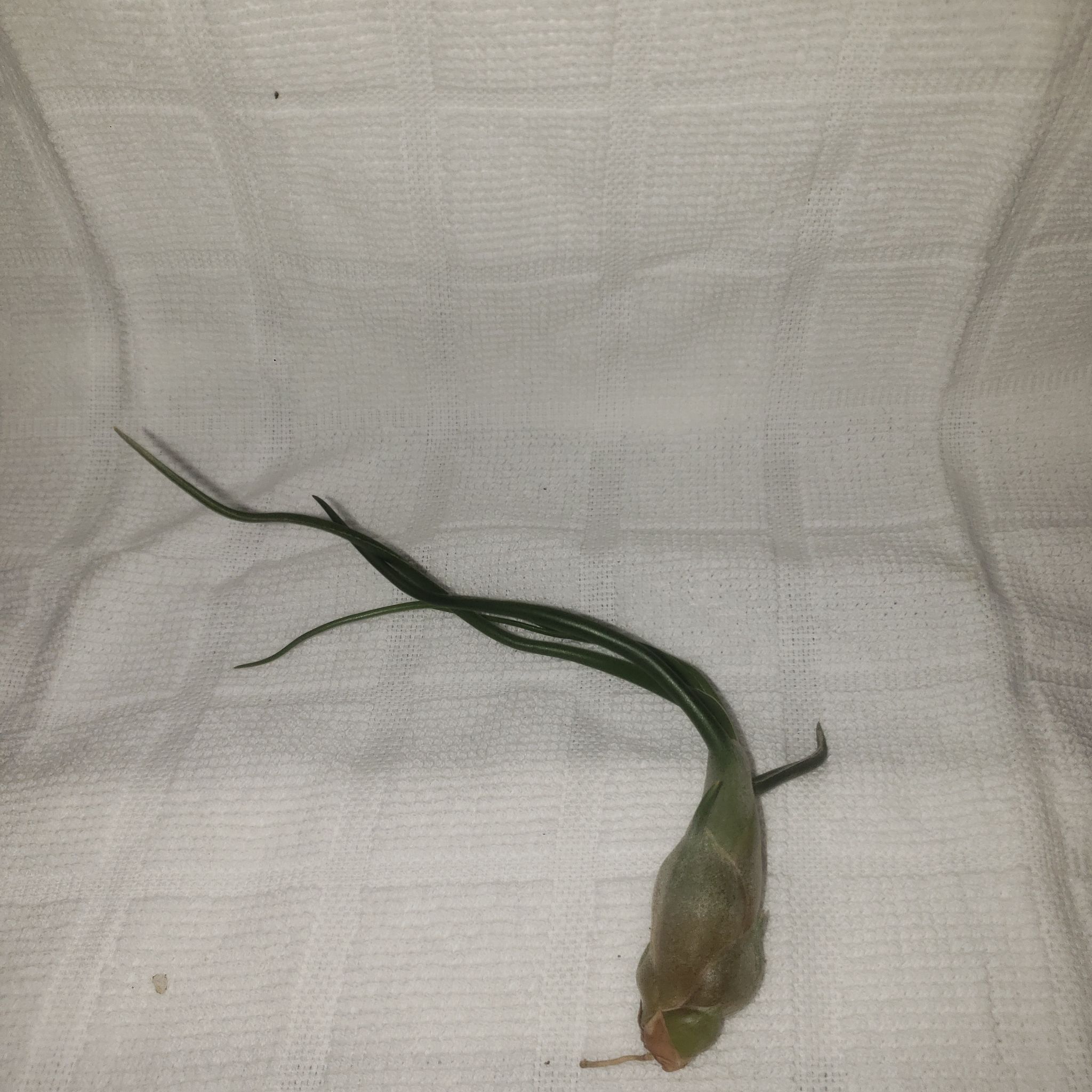 Photo of the plant species Beliza Air Plant by @SarahGeds named Mayya on Greg, the plant care app