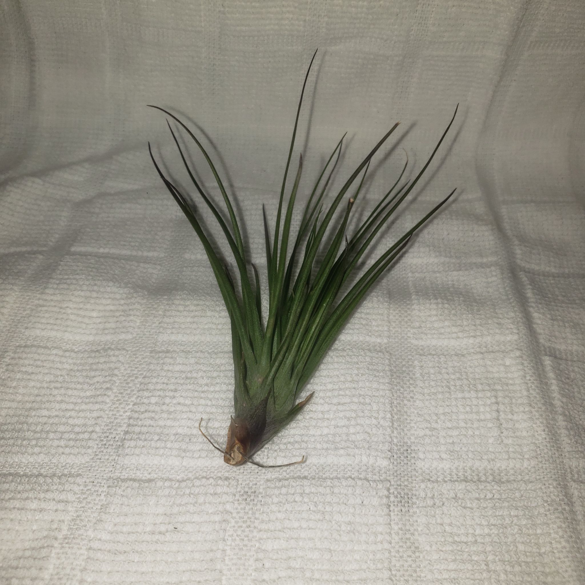 Photo of the plant species Tillandsia stricta by @SarahGeds named Terra on Greg, the plant care app