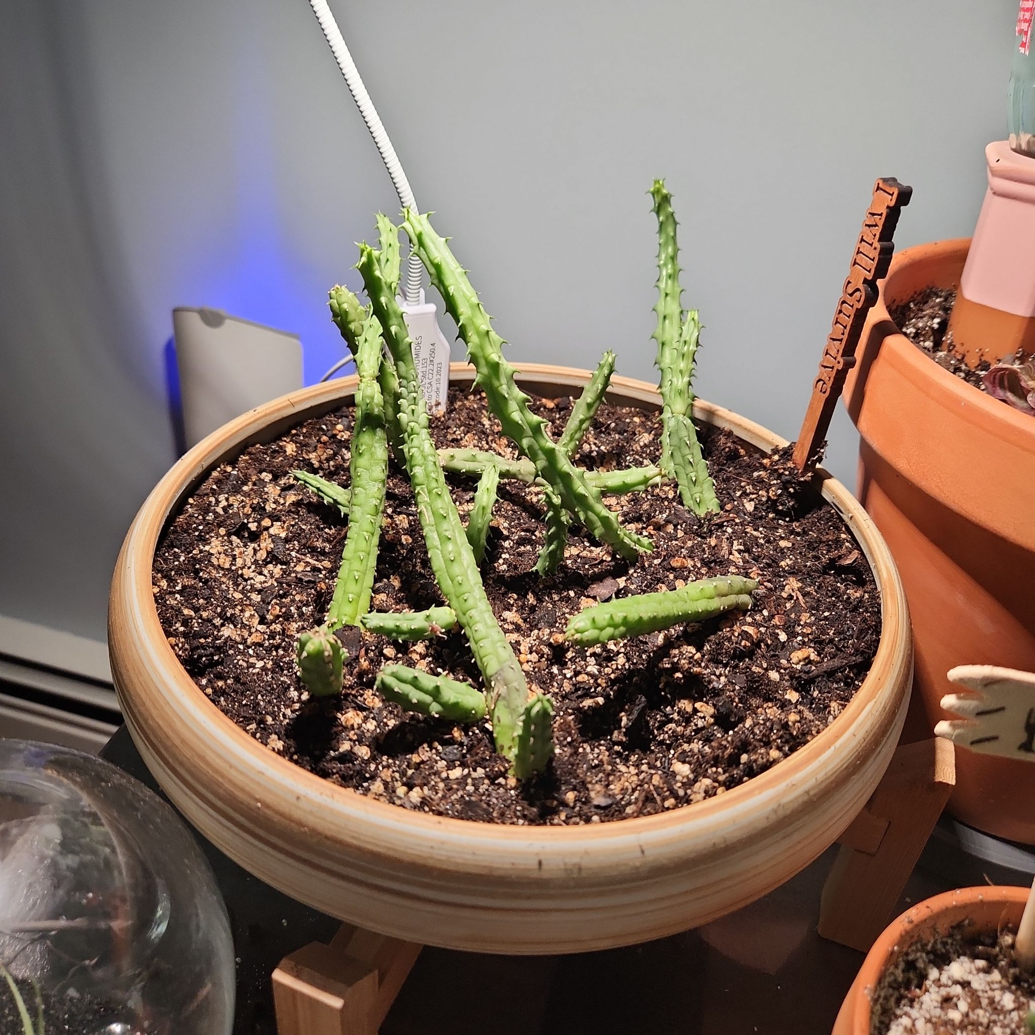 Photo of the plant species Starfish Flower Cactus by @SarahGeds named ☠️ - Estelle on Greg, the plant care app
