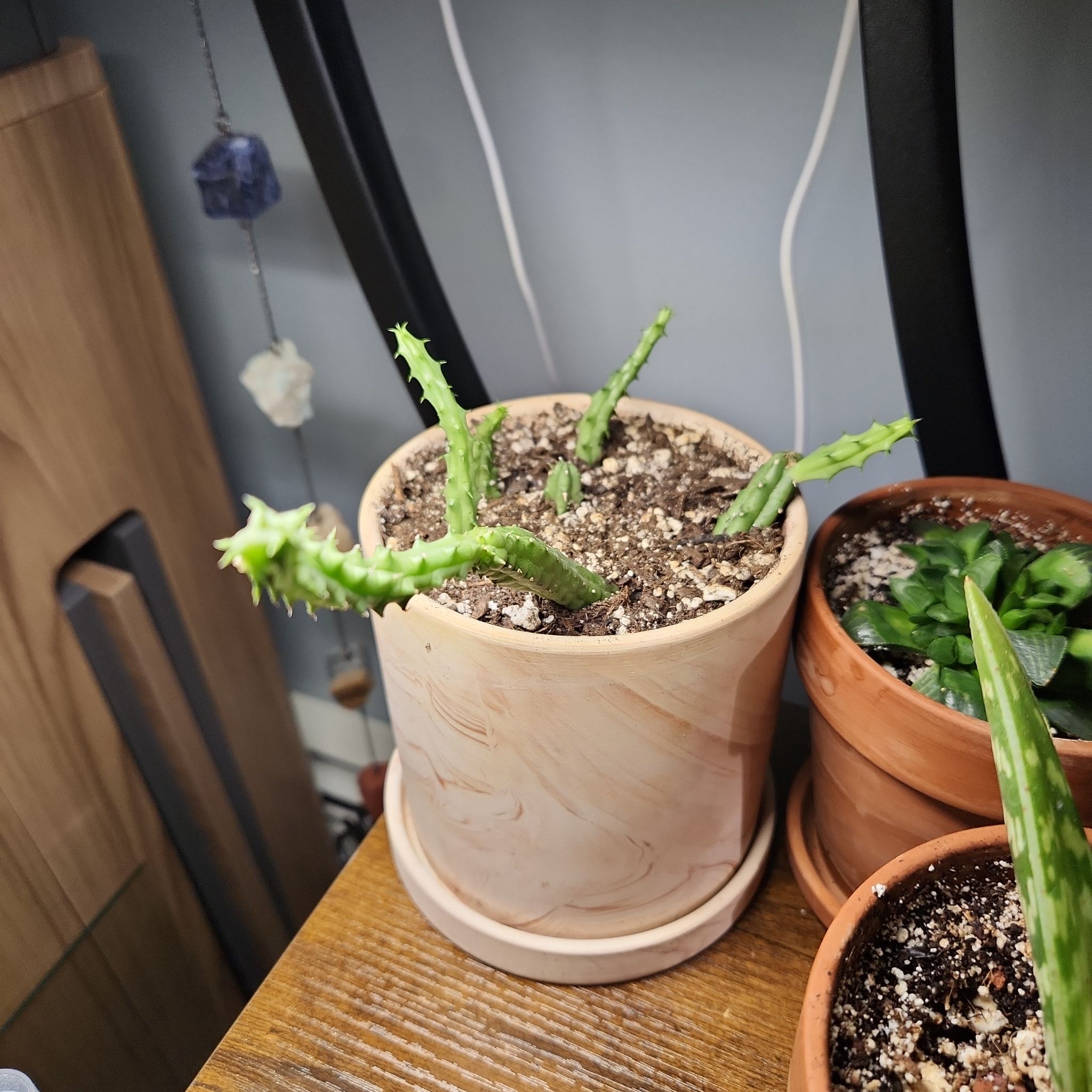 Photo of the plant species Starfish Flower Cactus by @SarahGeds named ☠️-Astra on Greg, the plant care app