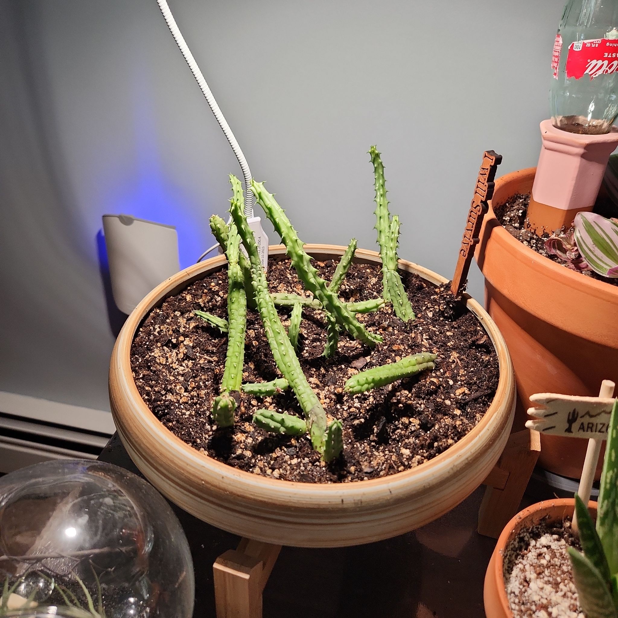 Photo of the plant species Starfish Flower Cactus by @SarahGeds named ☠️ - Seren on Greg, the plant care app