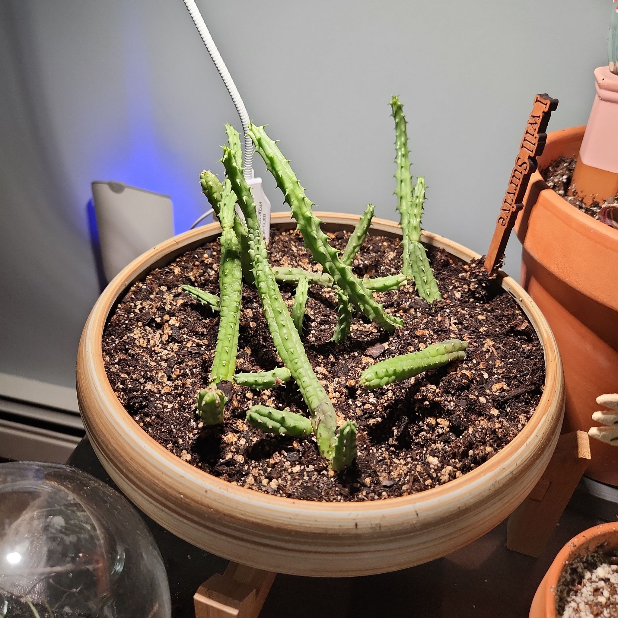 Photo of the plant species Starfish Flower Cactus by @SarahGeds named ☠️ - Hoku on Greg, the plant care app