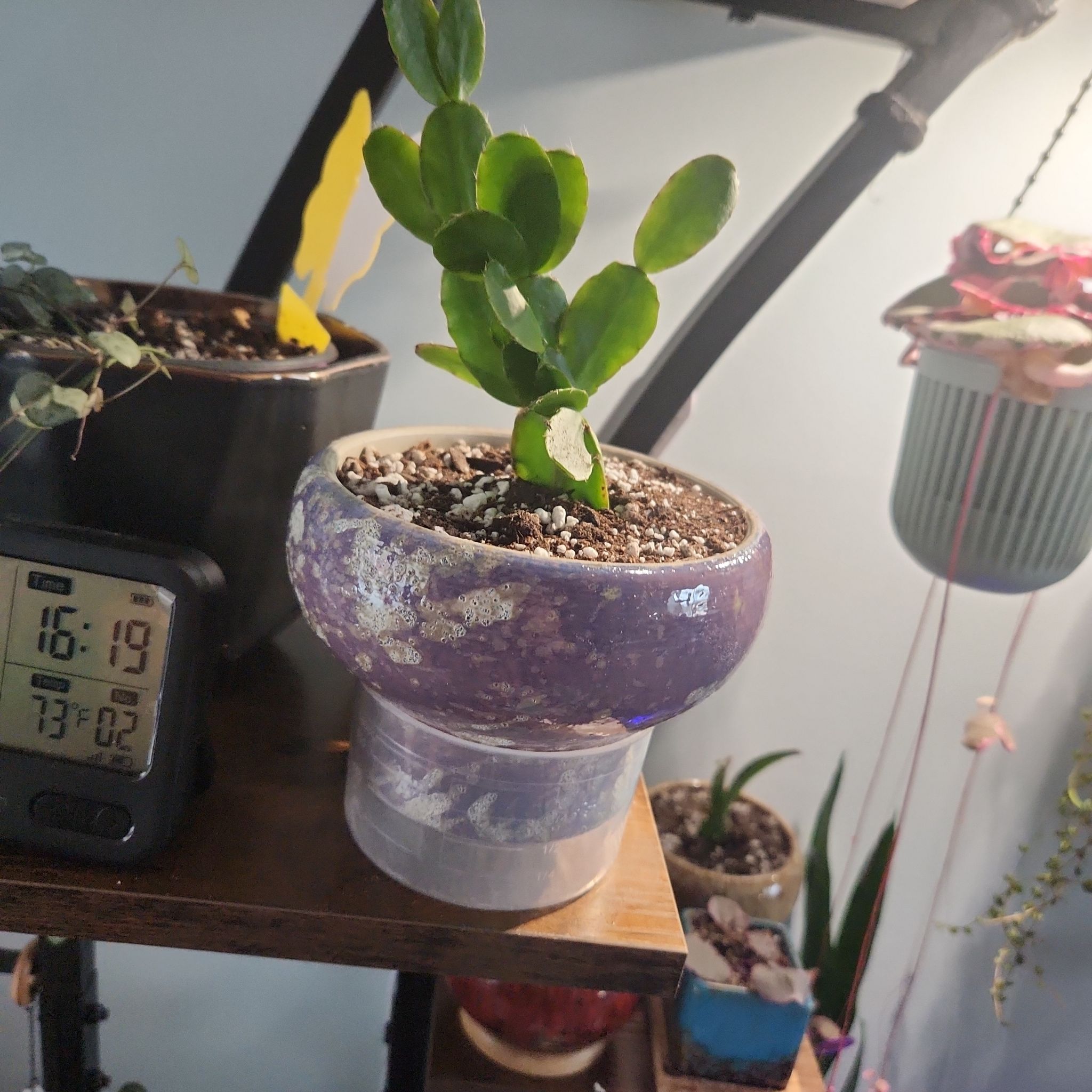Photo of the plant species Hatiora gaertneri by @SarahGeds named Pascal on Greg, the plant care app