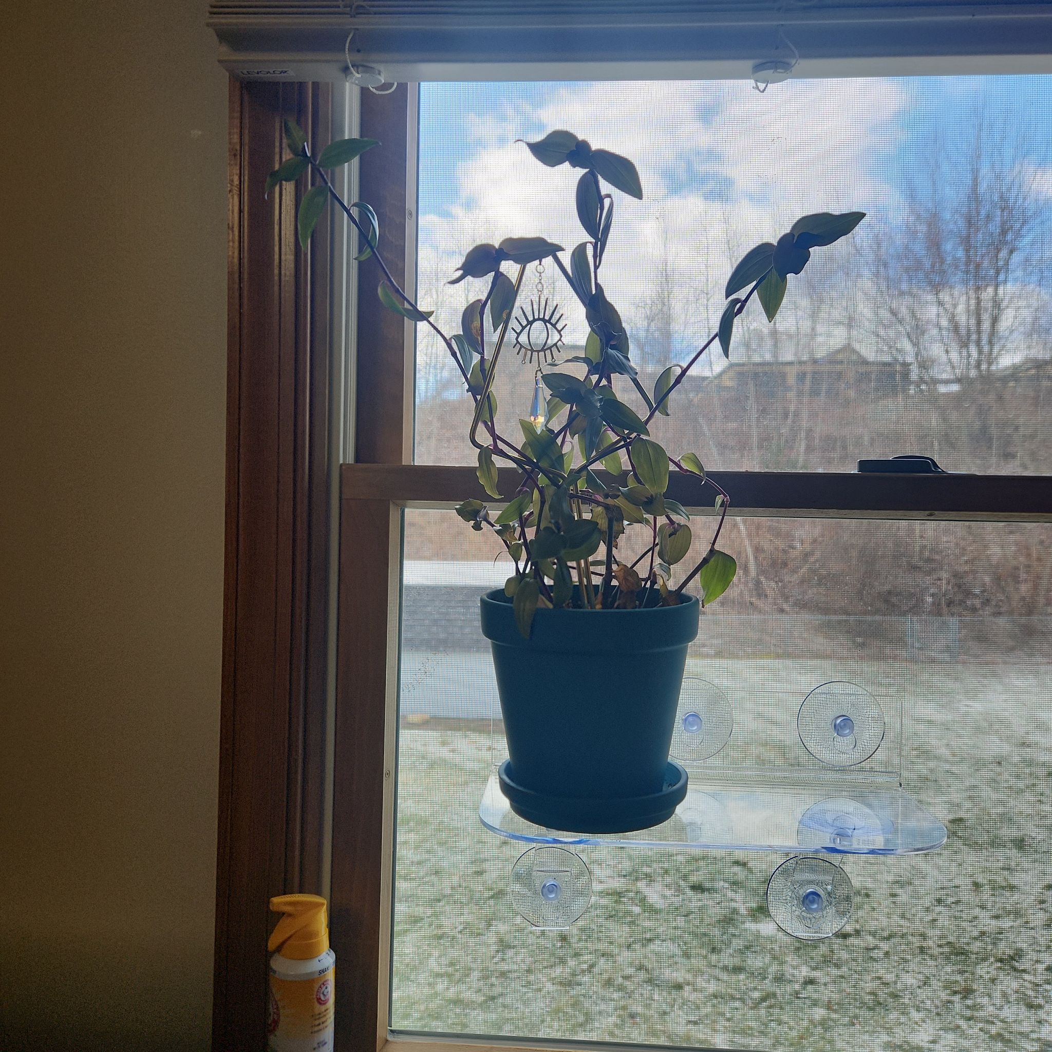 Photo of the plant species Tradescantia Blushing Bride by @SarahGeds named Figyonce on Greg, the plant care app