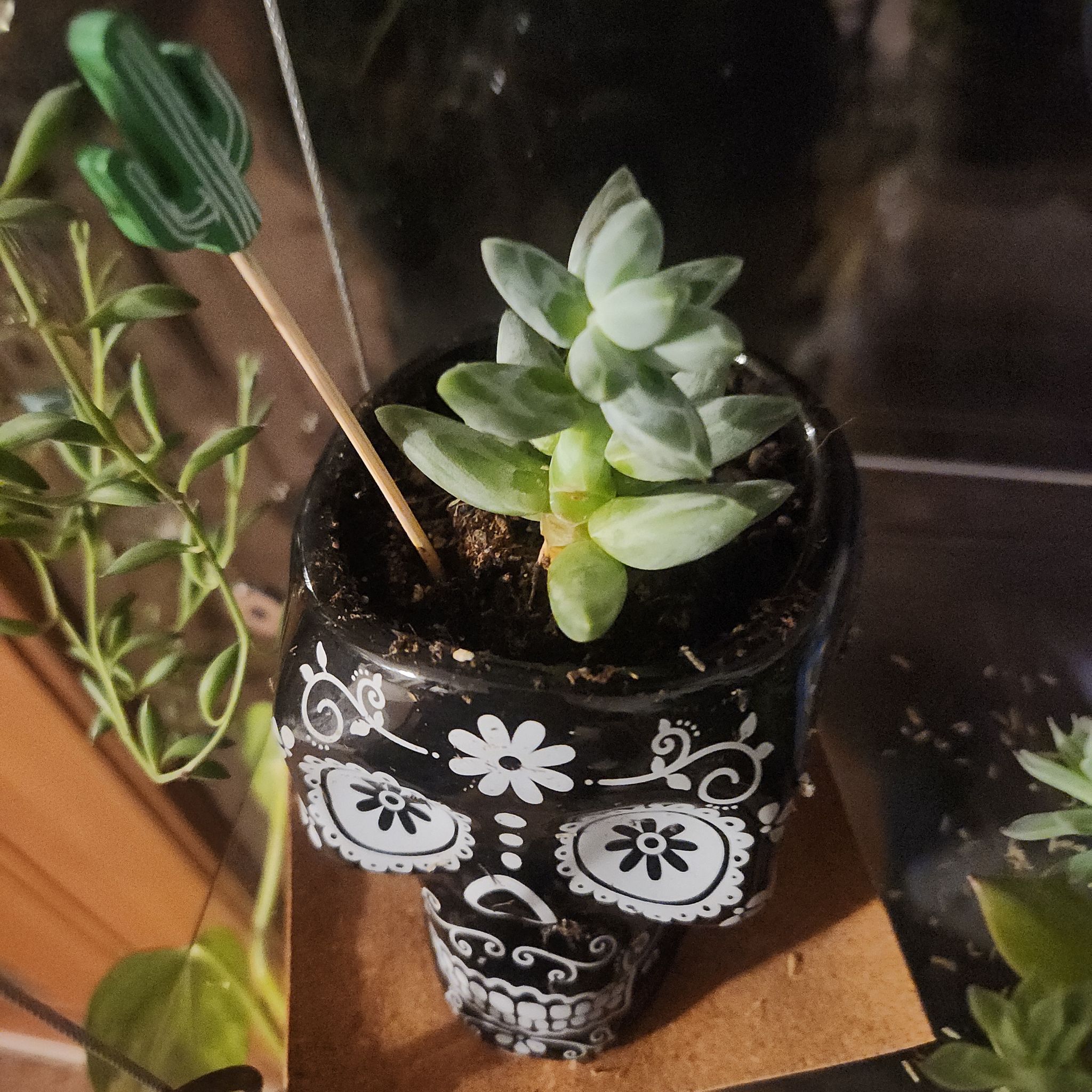 Photo of the plant species Pachyveria by @SarahGeds named Morticia on Greg, the plant care app