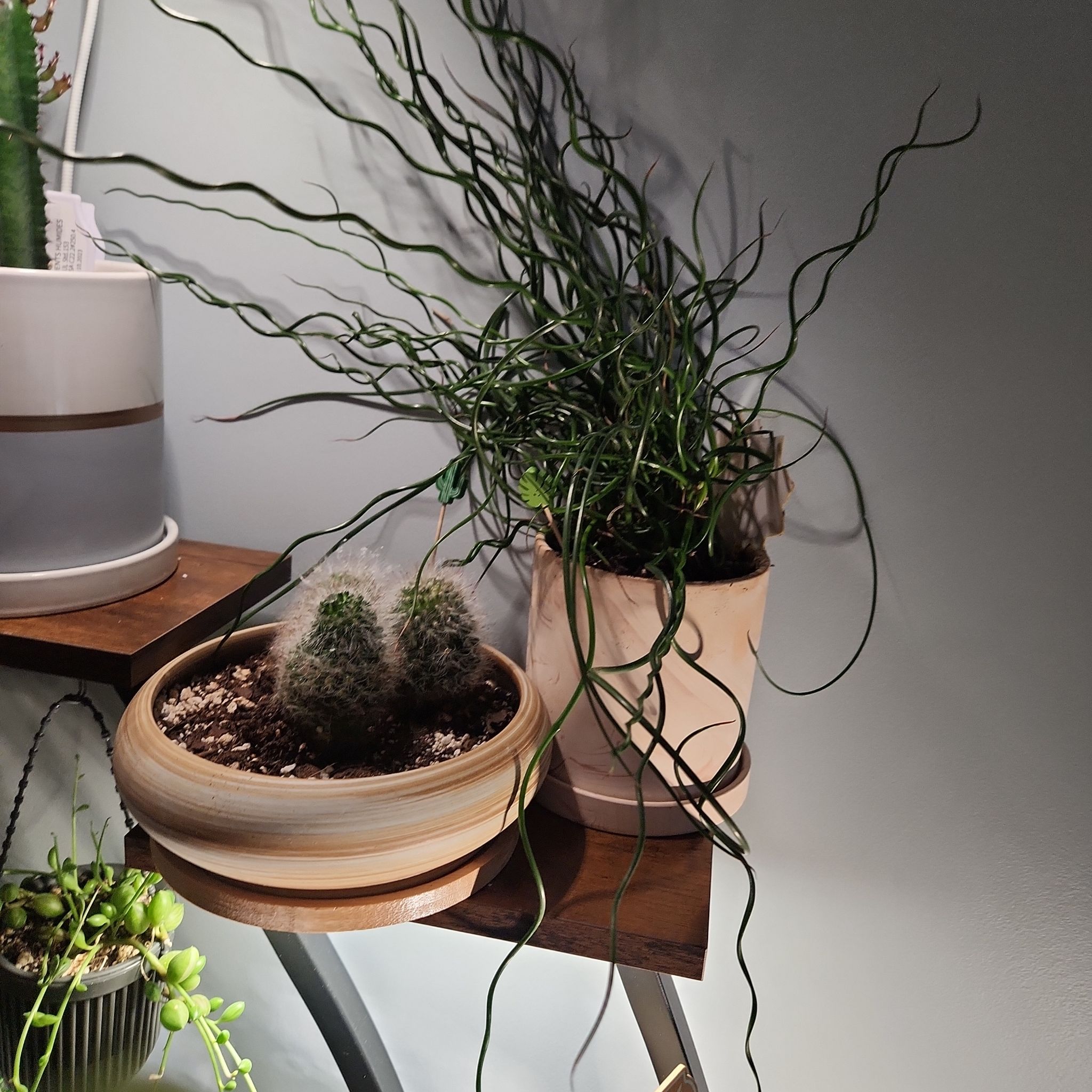 Photo of the plant species Corkscrew Rush by @SarahGeds named Sparkle Whirlwind 🌪️ on Greg, the plant care app