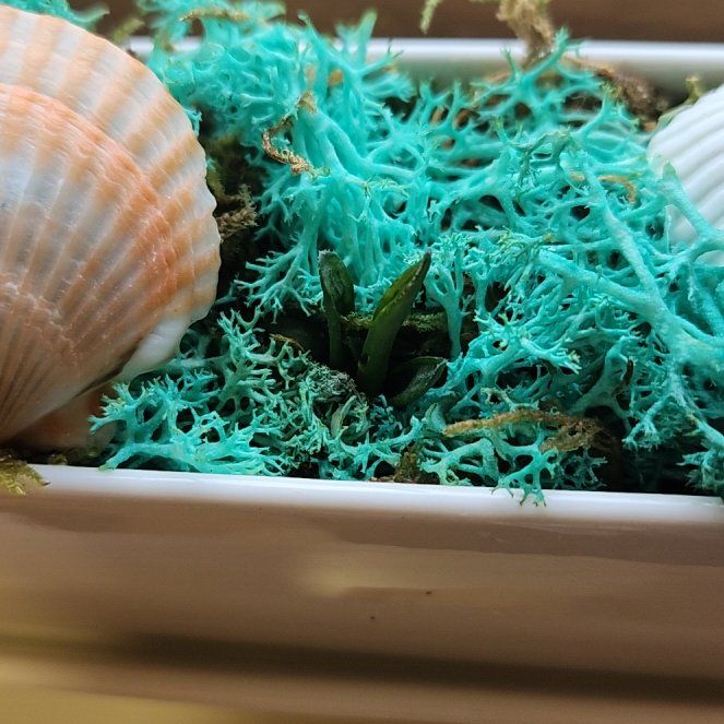 Photo of the plant species Haworthia emelyae by @SarahGeds named Walt on Greg, the plant care app