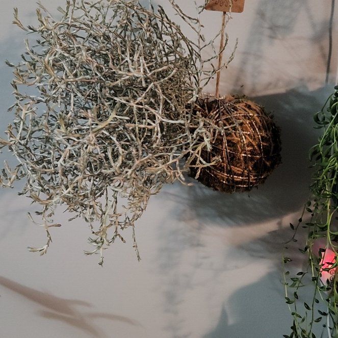 Photo of the plant species Silver Sand by @SarahGeds named Quicksilver on Greg, the plant care app