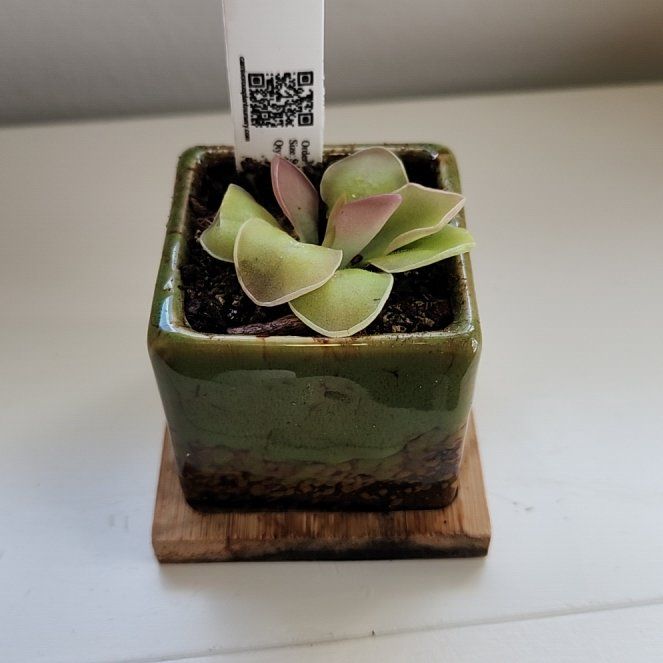 Photo of the plant species Pinguicula Weser by @SarahGeds named Mayleigh on Greg, the plant care app