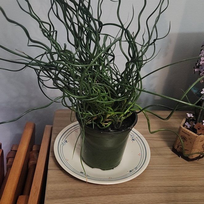 Photo of the plant species Corkscrew rush by @SarahGeds named Sparkle Whirlwind 🌪️ on Greg, the plant care app